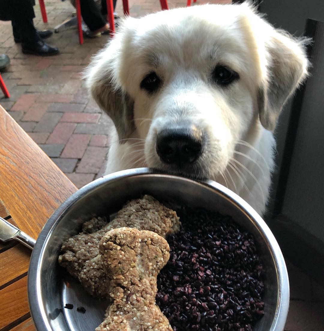 Dog-Friendly Restaurants Asheville