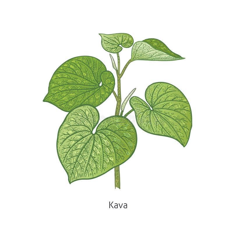 Kava Stock Illustrations – 90 Kava Stock Illustrations, Vectors & Clipart -  Dreamstime