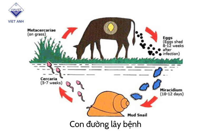 Con đường lây bệnh sán lá gan ở bò