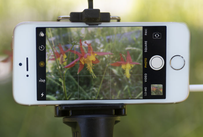 Taking iphone photography of two orange and red flowers in grass