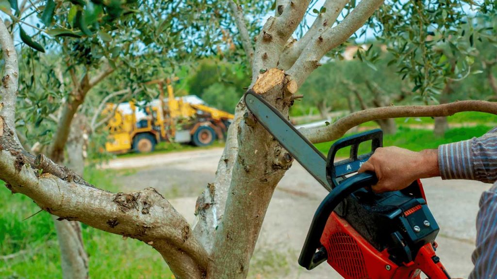 Tree Removal