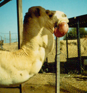 Camello macho con extrusión del paladar blando (dulah) cuando está sexualmente estimulado.