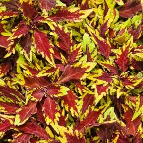 Image result for coleus apple brandy