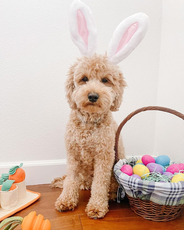 Finn the Mini Goldendoodle