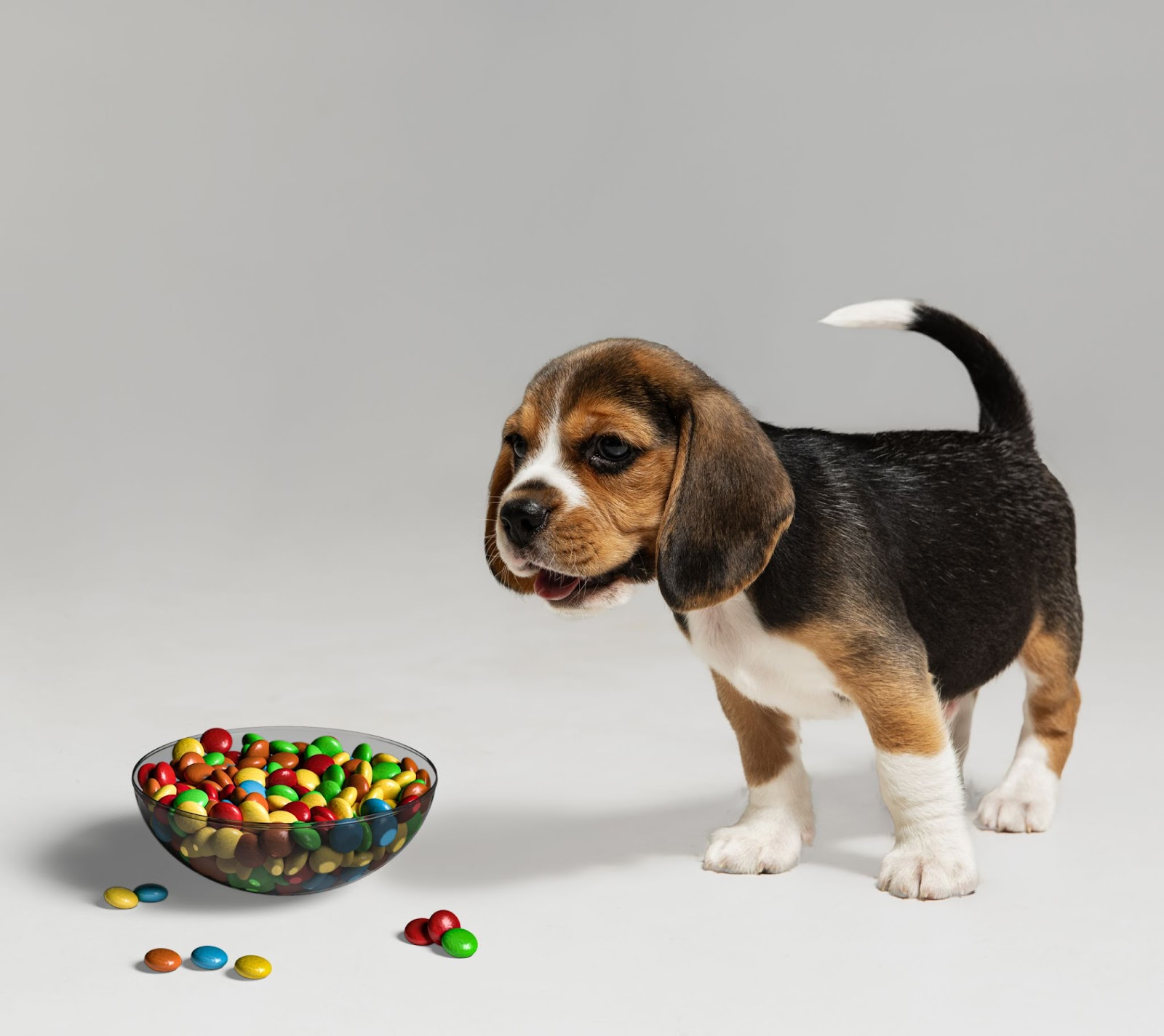Can Dogs Eat Skittles? Read Before You Feed Your Dog