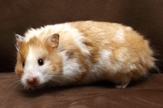 De pelos longos e dourados, o hamster sírio é um dos tipos de hamster mais populares como pet no mundo.