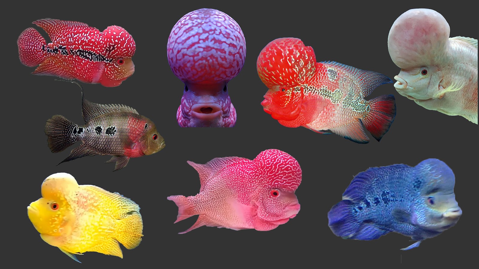 Cá la hán đa dạng màu sắc sặc sỡ