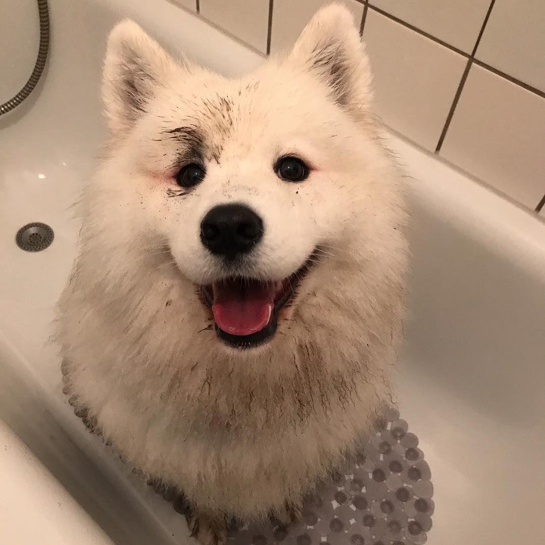 6,917 Likes, 62 Comments - MAYA THE SAMOYED (@mayapolarbear) on Instagram:  “A muddy dog is a happy dog 😊” | Samoyed, Samoyed dogs, Samoyed puppy