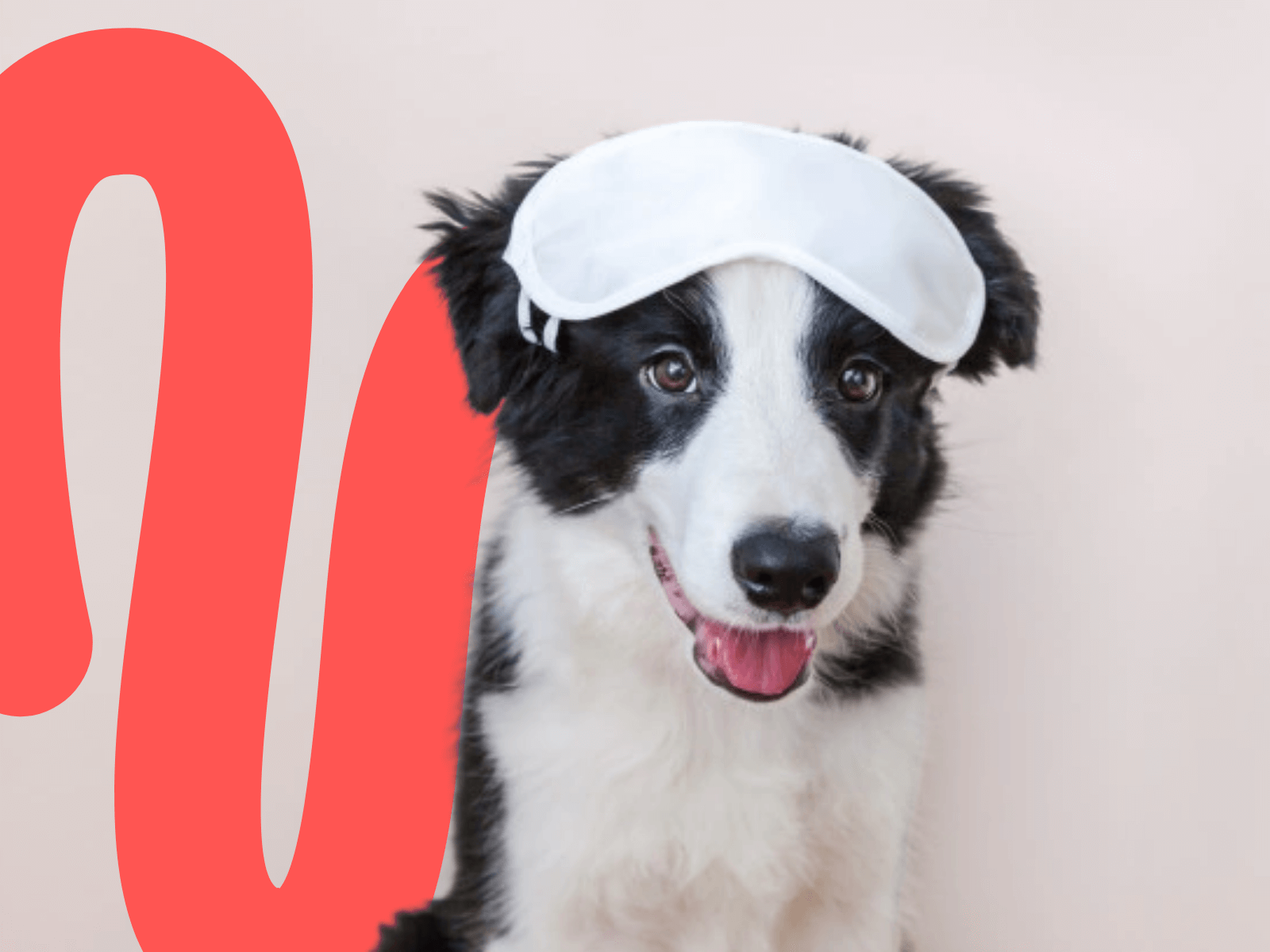 8Week Guide on Training a Border Collie Puppy — Zigzag