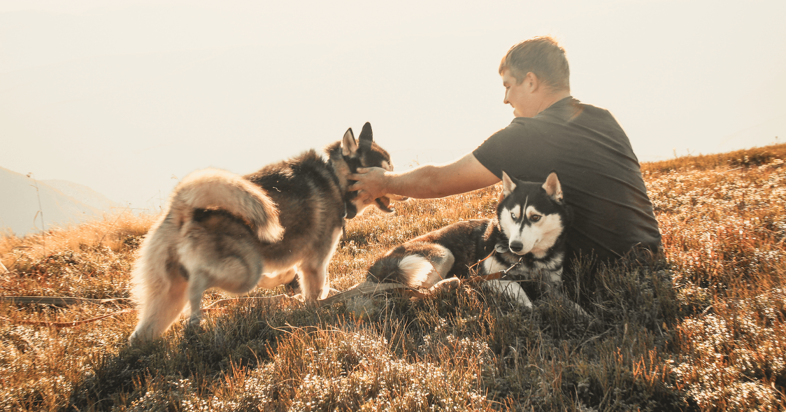 husky dogs on hillside with man