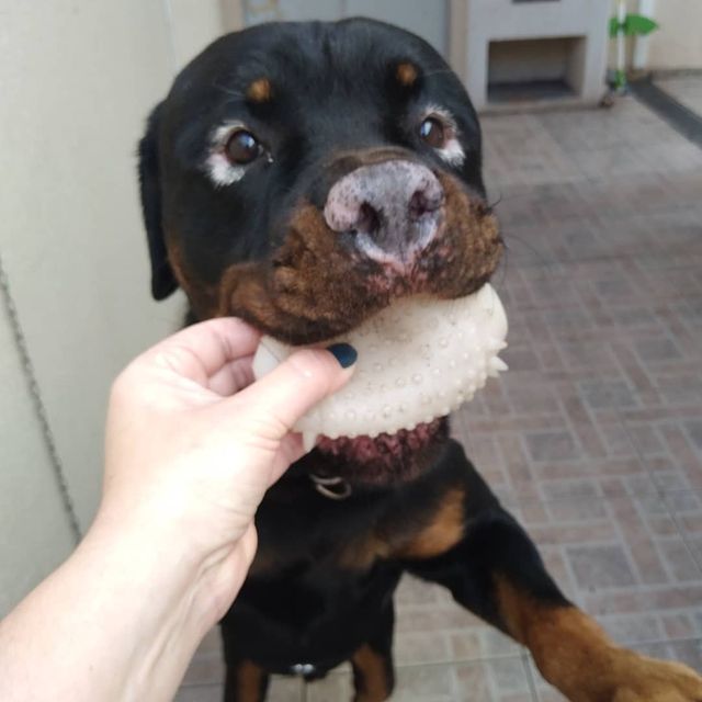 Orion the Rottweiler - A dog with Vitiligo