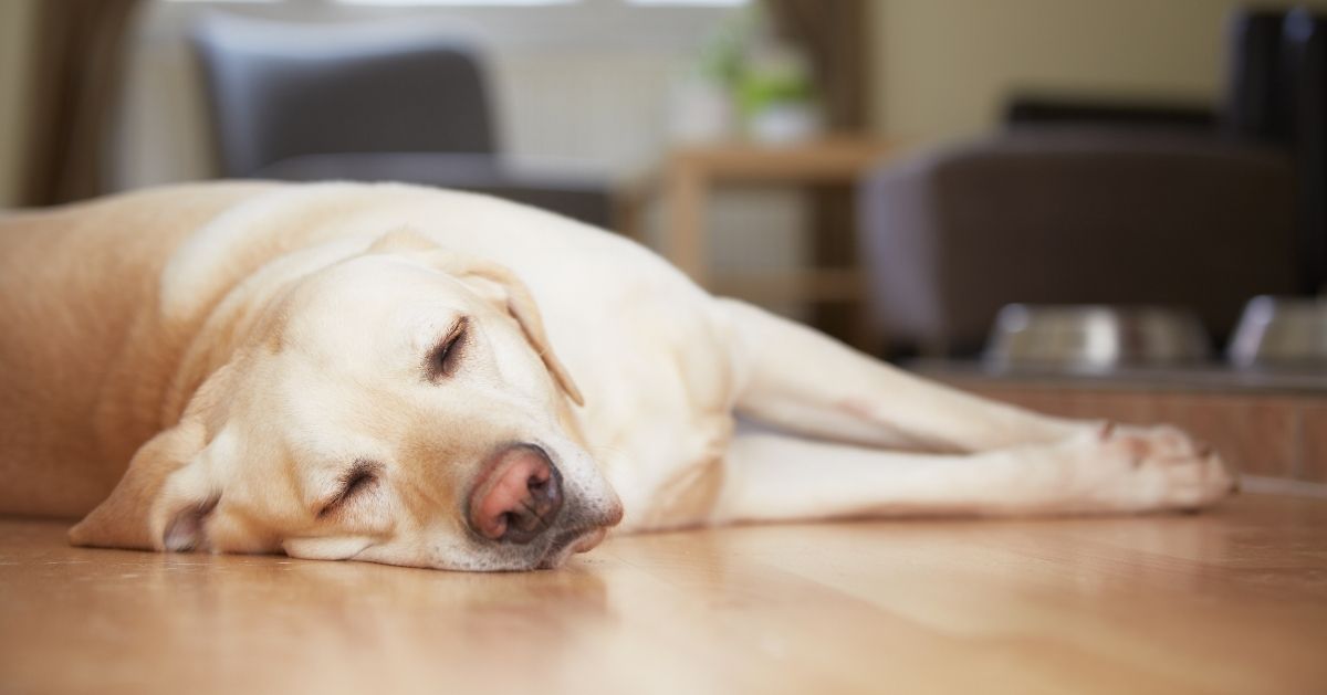 labrador amarelo