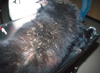Massive skin exfoliation on the back of a L. infantum infected dog.