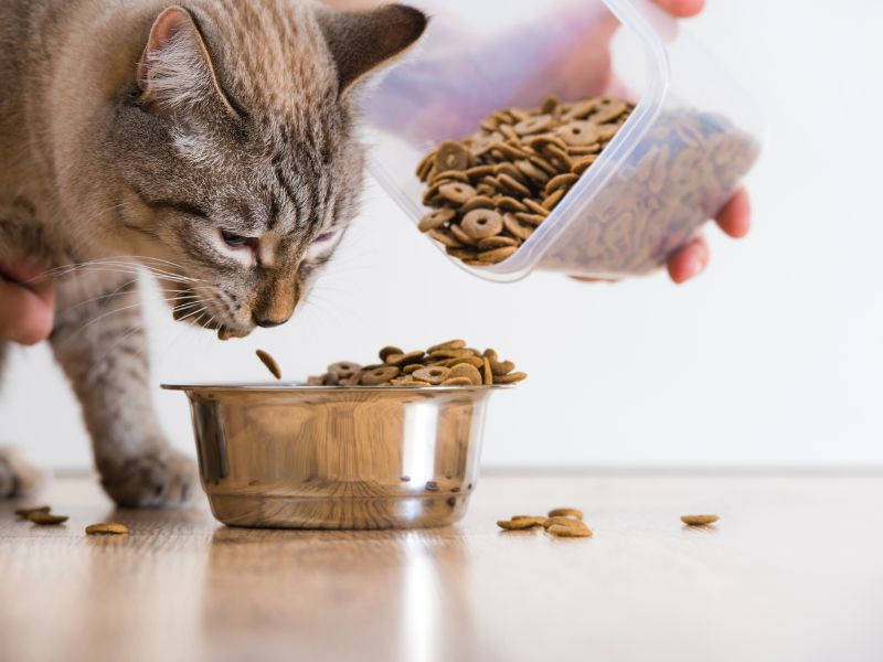 giving-cat-its-feed