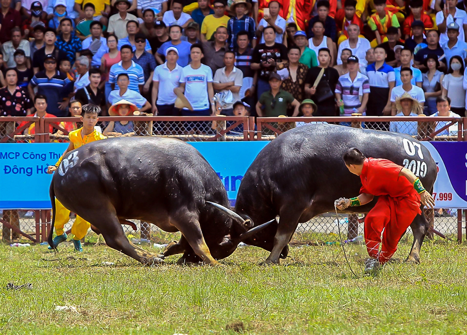 Buffalo-fighting festival – Hai Phong