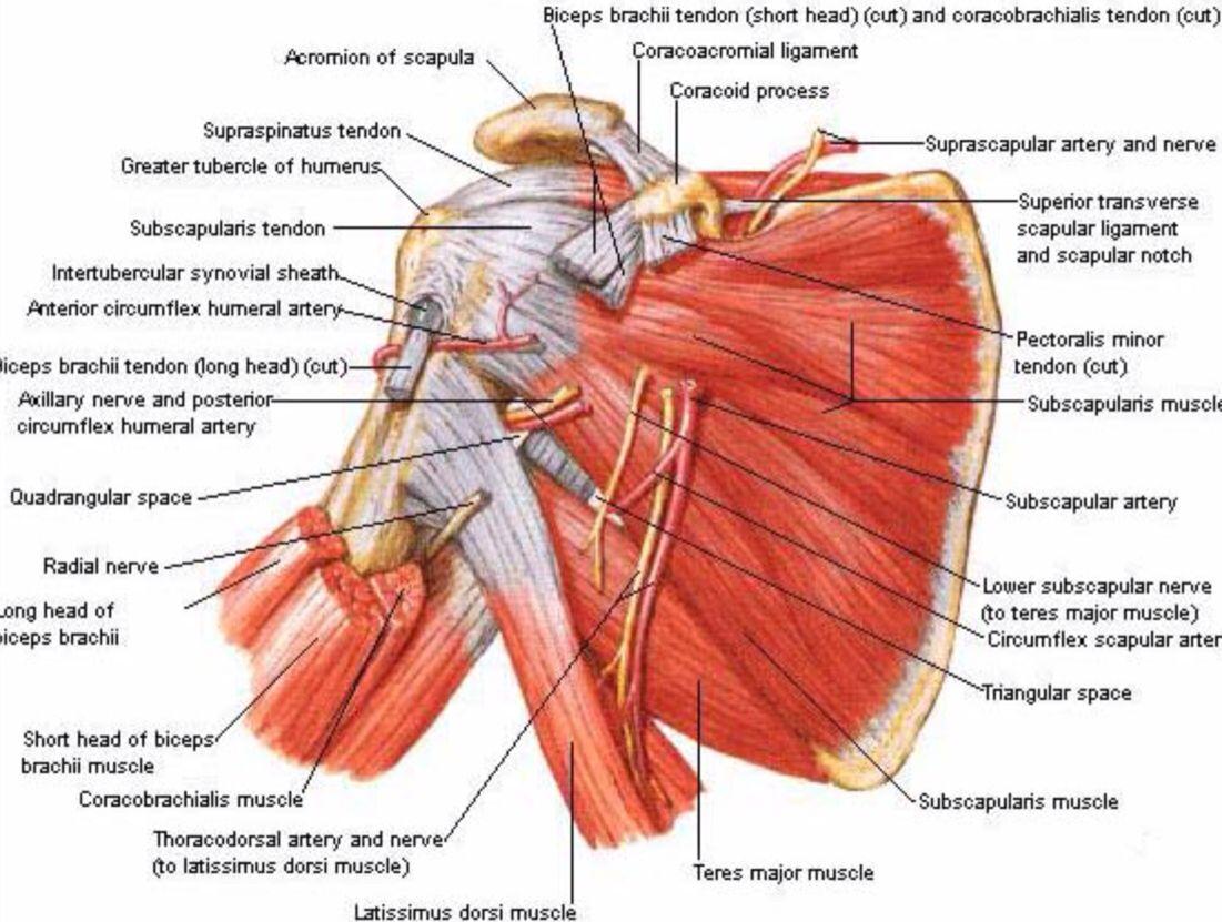 Posterior view of the shoulder | Shoulder muscle anatomy, Shoulder anatomy,  Muscle anatomy