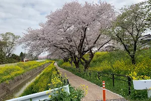 Sakura Riverbank Park image