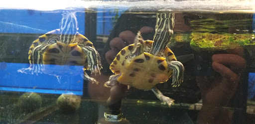 Pet Store «PetSmart», reviews and photos, 3152 Phoenix Center Dr, Washington, MO 63090, USA