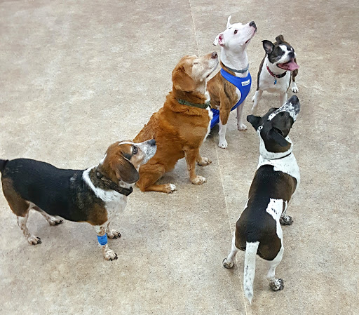 North Branch Animal Hospital image