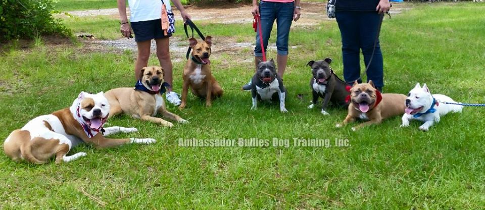 Ambassador Bullies Dog Training, Inc.