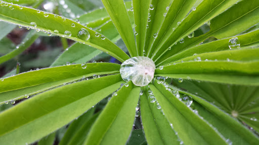 Forestry Service «Hopkins Demonstration Forest», reviews and photos, 16750 S Brockway Rd, Oregon City, OR 97045, USA