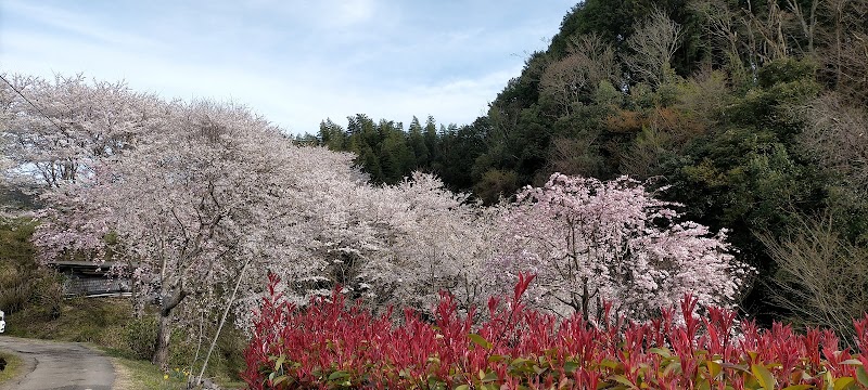 粟原寺跡の山桜