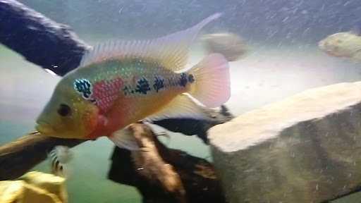 Pet Supply Store «McFaith Feed & Pet Supplies», reviews and photos, 4702 Paris Ave, New Orleans, LA 70122, USA