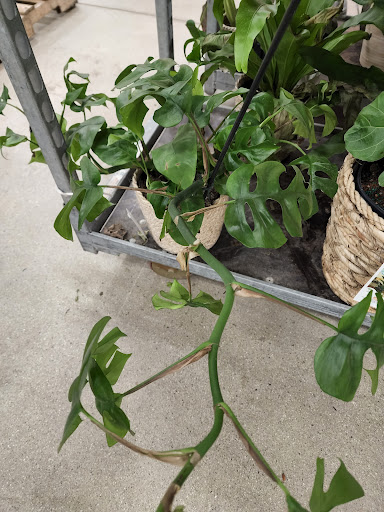 Home Improvement Store «The Home Depot», reviews and photos, 280 N Main St, Rochester, NH 03867, USA