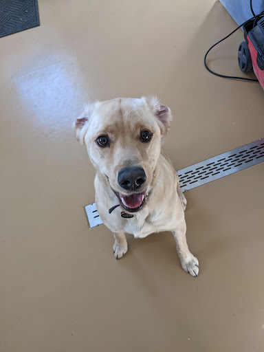 Ultimate Companion, LLC