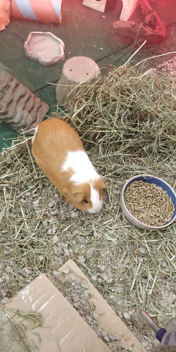 Pet Supply Store «Kahoots Pet Store», reviews and photos, 334 W El Norte Pkwy, Escondido, CA 92026, USA