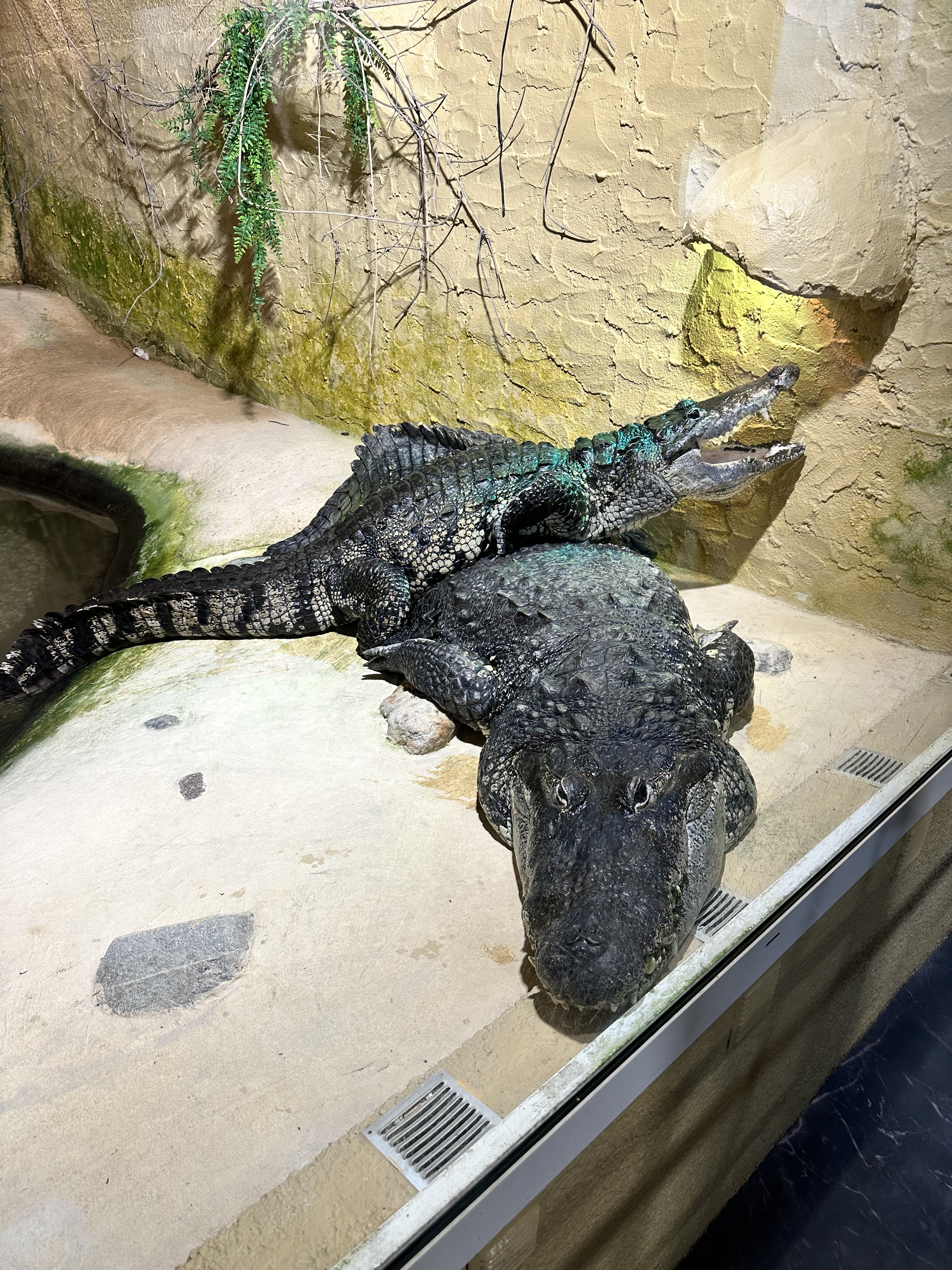 Photo n° 2 de l'avis de Henri.R fait le 29/05/2023 à 18:33