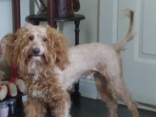 Pet Supply Store «Petco Animal Supplies», reviews and photos, 1111 US-46, Parsippany, NJ 07054, USA