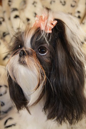 Pet Boarding Service «About Pets Center», reviews and photos, 1604 Conehurst Blvd, Salem, VA 24153, USA