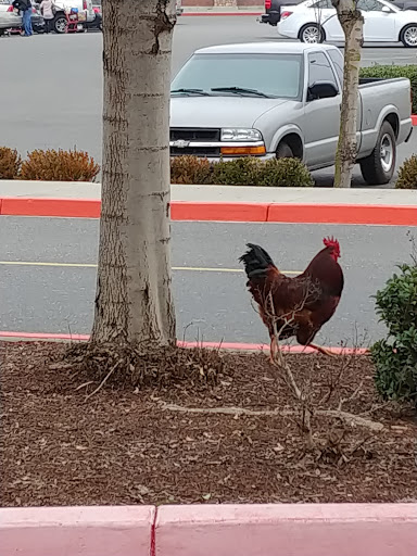 Bakery «Krispy Kreme Doughnuts», reviews and photos, 2251 Claribel Rd, Riverbank, CA 95367, USA