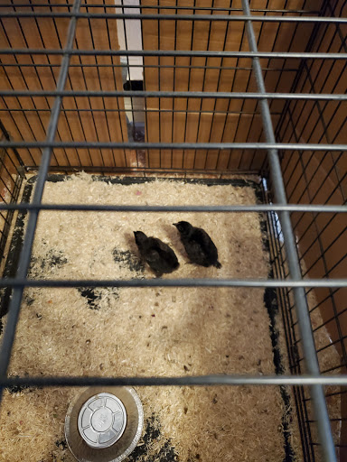 Pet Supply Store «Nature Boys Farm & Pet Supply», reviews and photos, 17022 Pacific Ave S, Spanaway, WA 98387, USA