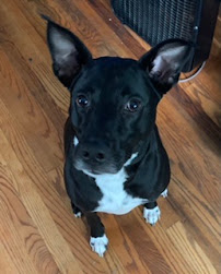 Paws, Claws, and Tails LLc. - Photo 1 - Car repair in , Yonkers