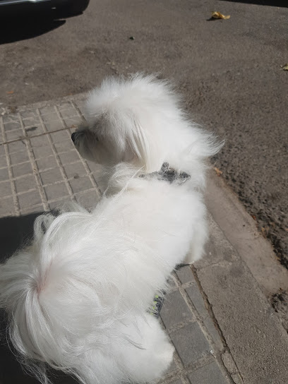 Peluquería Canina Rulos - Servicios para mascota en Palma