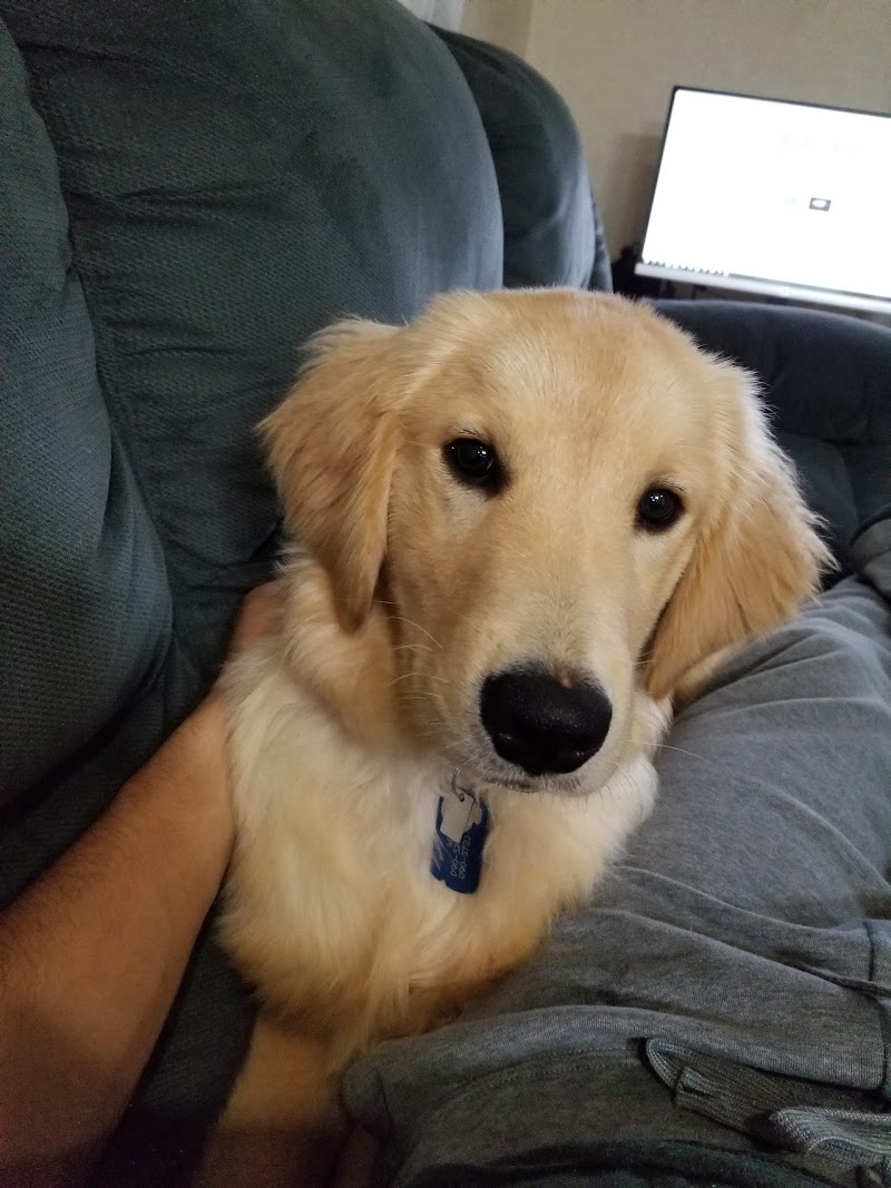 アイリスドッグアンドキャットクリニック 沖縄県嘉手納町嘉手納 動物病院 グルコミ