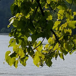 Photo n°3 de l'avis de Antonella.a fait le 01/09/2019 à 17:22 sur le  Ristorante Il Cigno à Chiaverano