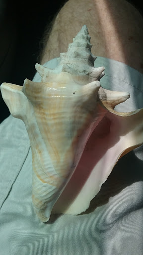 Thrift Store «Goodwill Ft. Pierce Clearance Center», reviews and photos, 815 S Kings Hwy, Fort Pierce, FL 34945, USA