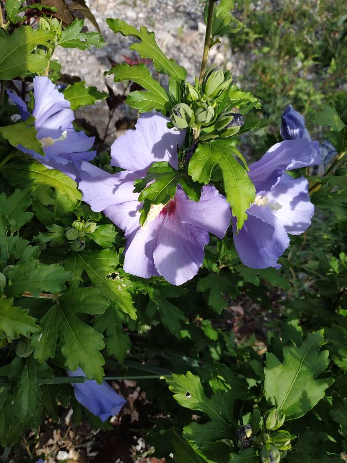 Photo n° 4 de l'avis de Marie.U fait le 17/07/2017 à 15:23