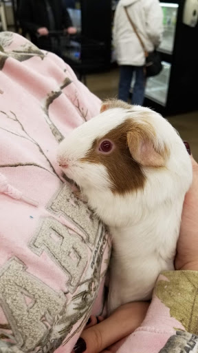 Pet Supply Store «Pet Supplies Plus», reviews and photos, 2430 Stringtown Rd, Grove City, OH 43123, USA