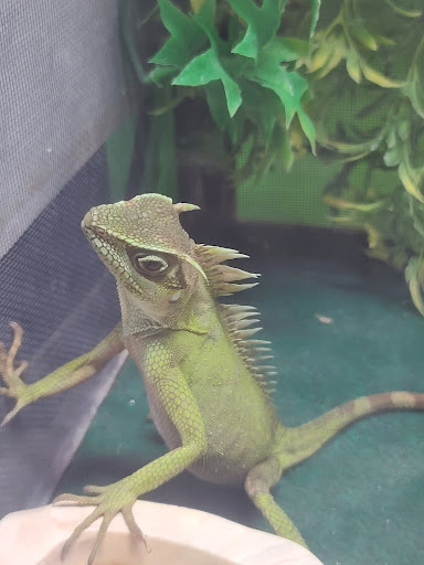 Pet Store «Parker Exotic Pets», reviews and photos, 17880 Cottonwood Dr, Parker, CO 80134, USA