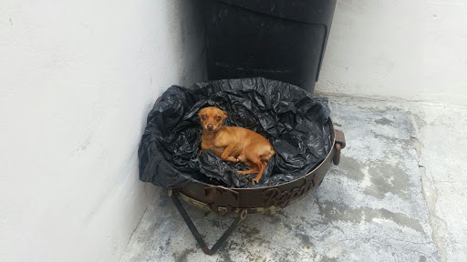 Dog breeder Laredo