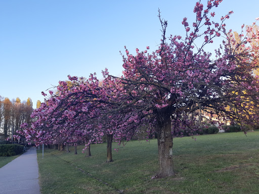 Pista di pattinaggio 1 del parco Bissuola