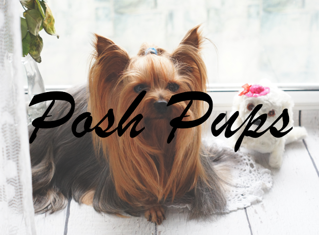 Reviews of Posh Pups in Newcastle upon Tyne - Dog trainer