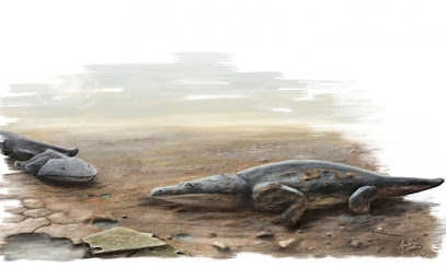 Rotunda Metoposaurus Algarvensis