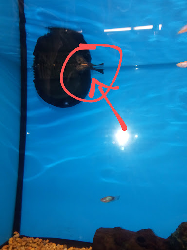 Pet Supply Store «Petco Animal Supplies», reviews and photos, 3637 2700 W, West Valley City, UT 84119, USA