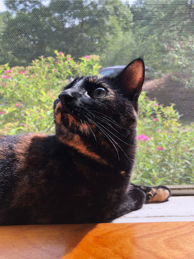 Pet Supply Store «PetSmart», reviews and photos, 2410 Merrick Rd #1, Bellmore, NY 11710, USA