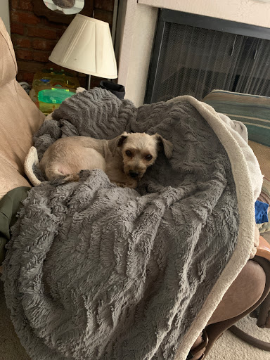 Pet Supply Store «PetSmart», reviews and photos, 3540 Youngfield St, Wheat Ridge, CO 80033, USA